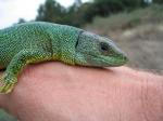 Balkan green Lizard (<i>Lacerta trilineata</i>) Adult female of the subspecies <i>polylepidota</i>.